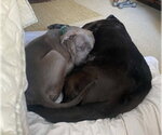 Small #1 Labrador Retriever-Staffordshire Bull Terrier Mix