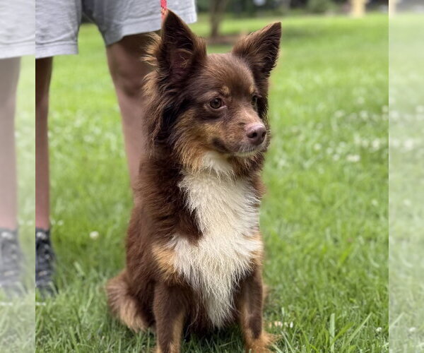 Medium Photo #1 Papillon Puppy For Sale in Yardley, PA, USA