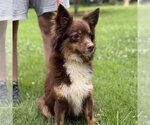 Small Papillon