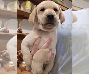 Labrador Retriever Puppy for sale in APPOMATTOX, VA, USA