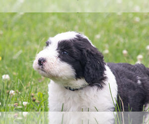 Sheepadoodle Puppy for sale in ALDRICH, MO, USA