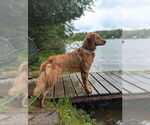 Small Photo #1 Golden Retriever Puppy For Sale in ROCHESTER, MN, USA