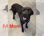 Small #2 Labrador Retriever Mix