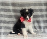 Small Photo #1 Border Collie Puppy For Sale in LAKELAND, FL, USA