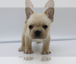 French Bulldog Puppy for sale in TAMPA, FL, USA