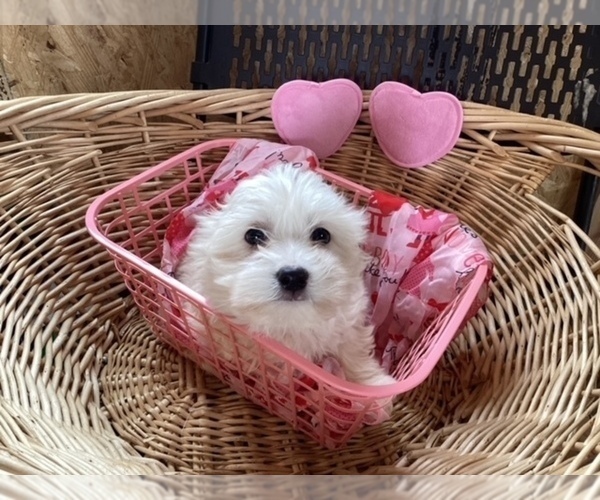 Full screen Photo #2 Havanese Puppy For Sale in HARRISONBURG, VA, USA