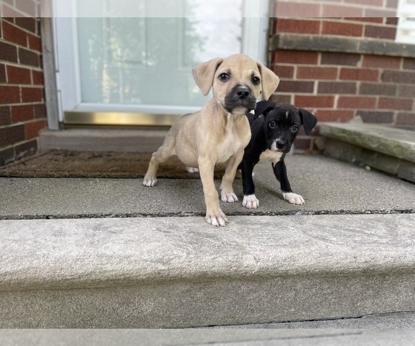 Medium Photo #5 American Pit Bull Terrier Puppy For Sale in DETROIT, MI, USA
