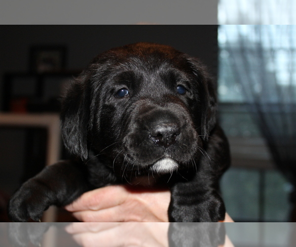 Medium Photo #2 Labrador Retriever Puppy For Sale in LOVELADY, TX, USA