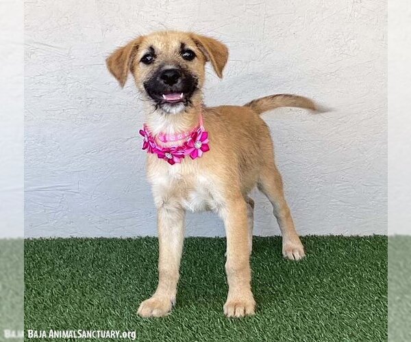 Medium Photo #2 Irish Terrier-Unknown Mix Puppy For Sale in San Diego, CA, USA