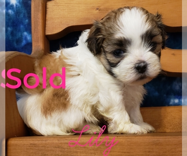 Medium Photo #5 Mal-Shi Puppy For Sale in ATHENS, AL, USA