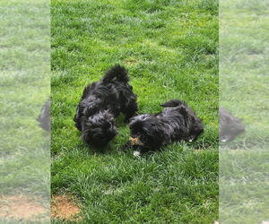 Shih Tzu Puppy for sale in PEORIA, AZ, USA