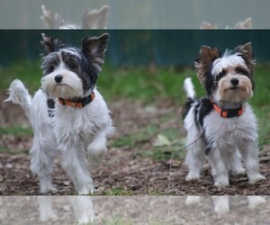 Biewer Terrier Puppy for sale in PORTLAND, OR, USA