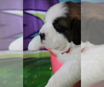 Small #4 Saint Bernard