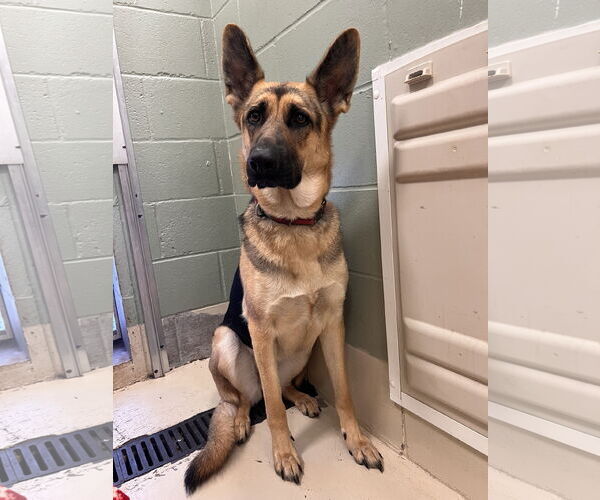 Medium Photo #4 German Shepherd Dog-Unknown Mix Puppy For Sale in Webster, WI, USA