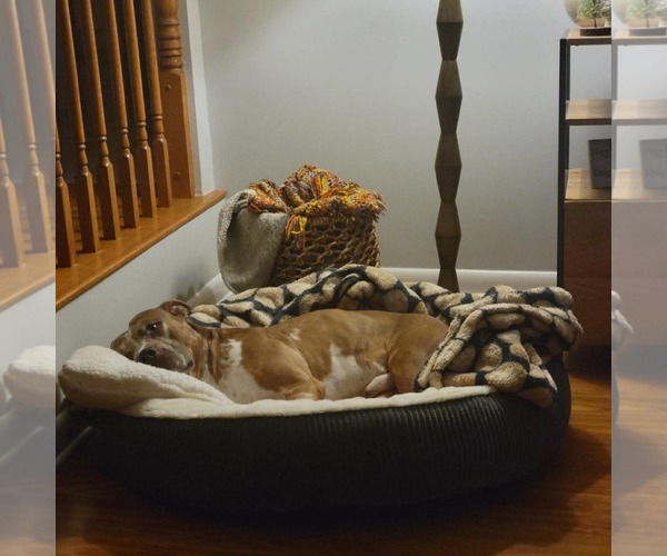 Medium Photo #6 Mutt Puppy For Sale in Westwood, NJ, USA