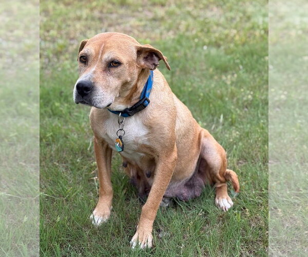 Medium Photo #15 Mountain Cur-Rhodesian Ridgeback Mix Puppy For Sale in Holly Springs, NC, USA