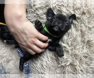 Frenchie Pug Puppy for sale in BLOOMINGTON, IL, USA