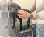 Small #1 Mutt