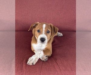 Rat Terrier Puppy for sale in HILLSBORO, WI, USA