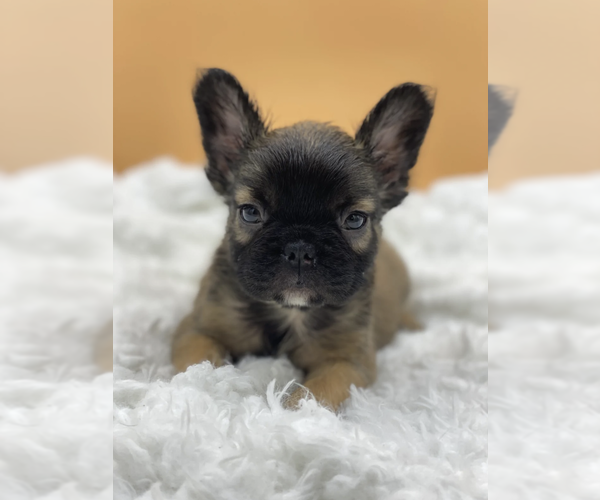 Medium Photo #1 French Bulldog Puppy For Sale in CABIN JOHN, MD, USA