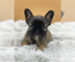 Small Photo #1 French Bulldog Puppy For Sale in CABIN JOHN, MD, USA