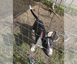 Small #4 Bull Terrier