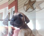 Small Photo #6 Irish Dane Puppy For Sale in BURLESON, TX, USA