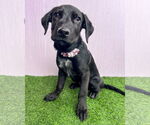Small #15 Labrador Retriever-Retriever  Mix