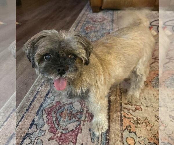 Medium Photo #10 Shih Tzu-Unknown Mix Puppy For Sale in Germantown, OH, USA
