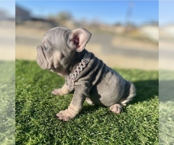 Medium Photo #10 French Bulldog Puppy For Sale in LITITZ, PA, USA