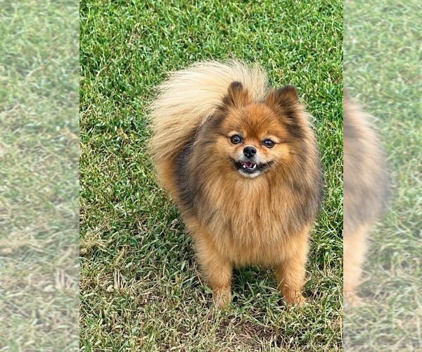Medium Photo #1 Pomeranian Puppy For Sale in DAWSONVILLE, GA, USA
