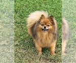 Image preview for Ad Listing. Nickname: Poppy