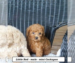 Cock-A-Poo Puppy for sale in CLARKRANGE, TN, USA