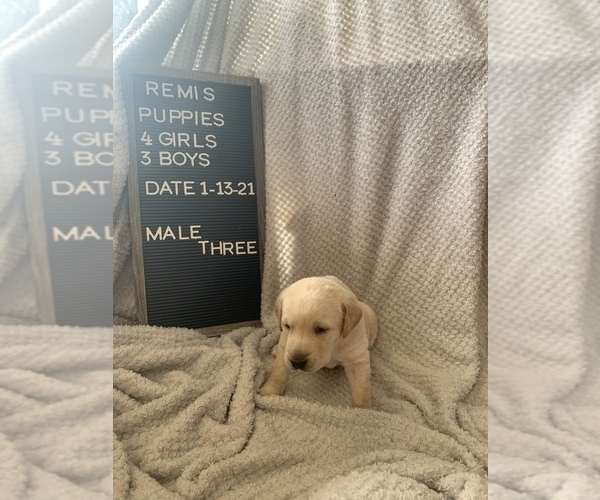 Medium Photo #1 Borador Puppy For Sale in GREENBRIER, TN, USA