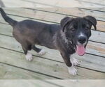 Small #1 Labrador Retriever Mix