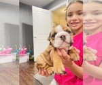 Small Photo #10 English Bulldog Puppy For Sale in KEIZER, OR, USA