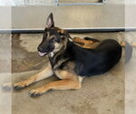 Small Photo #2 German Shepherd Dog Puppy For Sale in San Bernardino, CA, USA