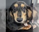 Small #3 Dachshund