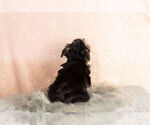 Small Photo #8 Morkie Puppy For Sale in NAPPANEE, IN, USA