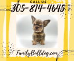 Small #4 French Bulldog