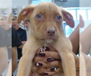 Labrador Retriever-Unknown Mix Dogs for adoption in Oklahoma City, OK, USA