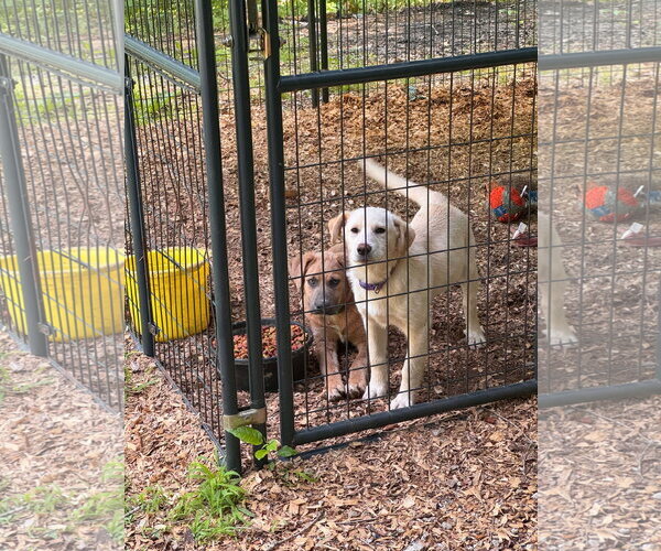 Medium Photo #3 Labrador Retriever-Unknown Mix Puppy For Sale in Croydon, NH, USA