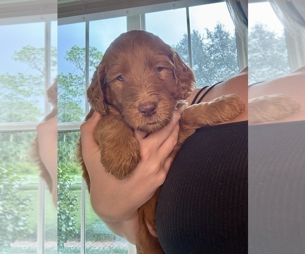Medium Photo #5 Goldendoodle Puppy For Sale in DELAND, FL, USA