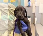 Small Golden Retriever-Great Dane Mix