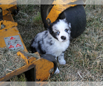 Small Photo #8 Australian Shepherd Puppy For Sale in LASCASSAS, TN, USA