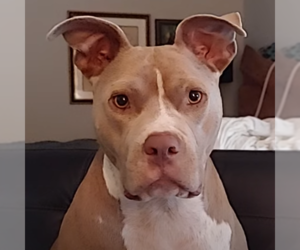 Mimosa - Female American Staffordshire Terrier-Unknown Mix Dog for Adoption - Photo #3