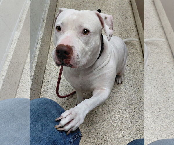 Medium Photo #2 American Staffordshire Terrier-Bullmastiff Mix Puppy For Sale in Holly Springs, NC, USA