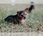 Small Photo #5 Yorkshire Terrier Puppy For Sale in FOREST HILL, TX, USA