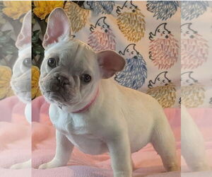 French Bulldog Dogs for adoption in Bon Carbo, CO, USA