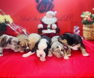 American Pit Bull Terrier Litter for sale in TRENTON, NJ, USA